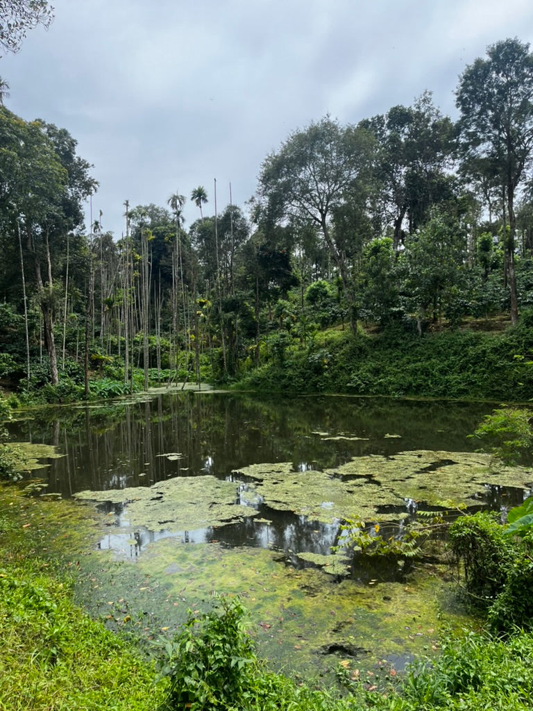 A Closer Look at Egari's Estates